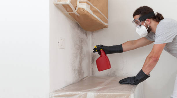 Professional Black Mold Removal technician working in Queen Anne, MD